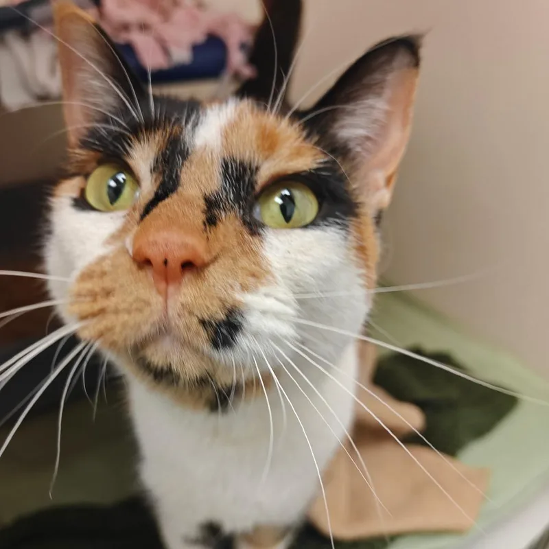An adult large-sized female Domestic Short Hair cat named Callie Mae for adoption in Cumming, GA