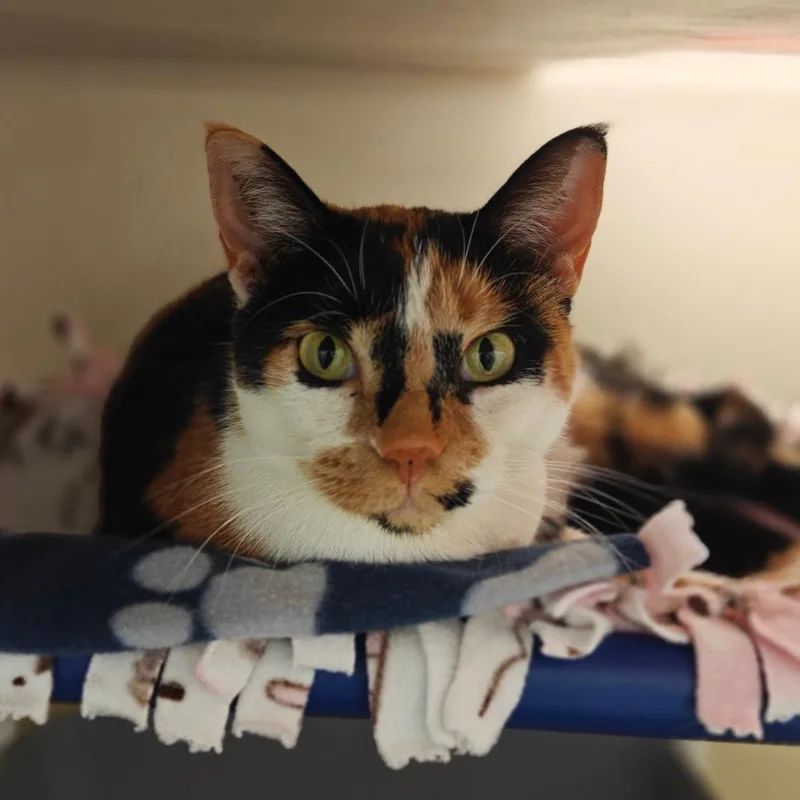 Callie Mae thumbnail 2