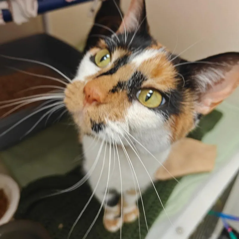 Callie Mae thumbnail 3