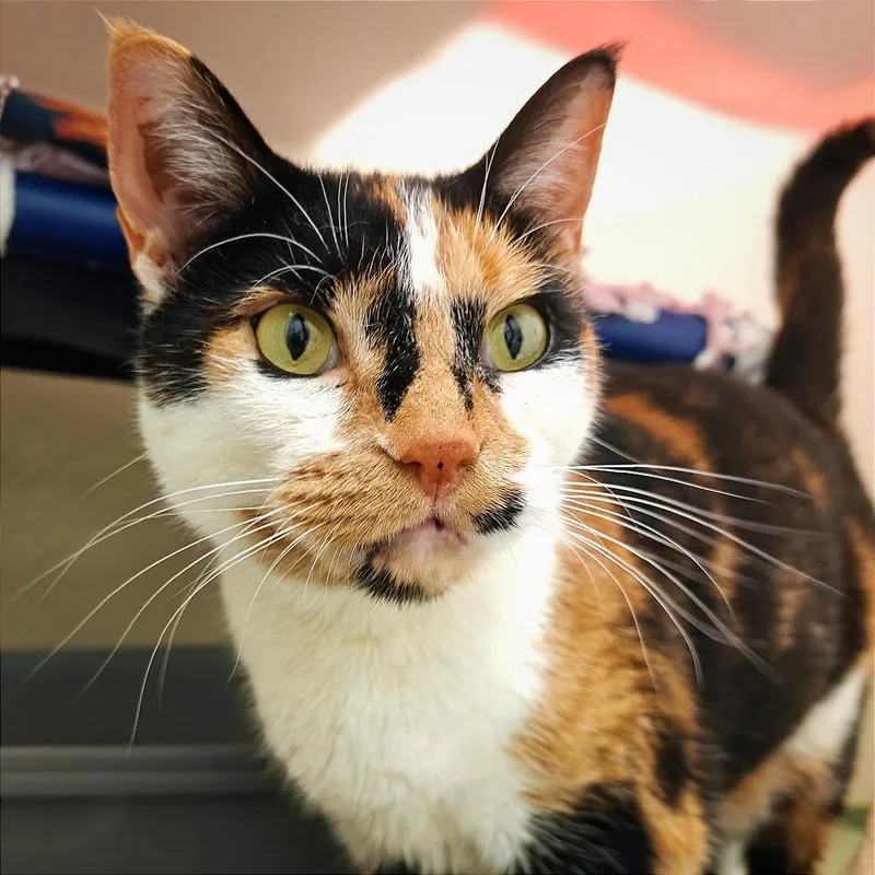 Callie Mae thumbnail 4