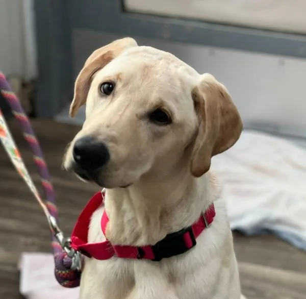 A young large-sized male Labrador Retriever dog named Sonny for adoption in San Diego, CA