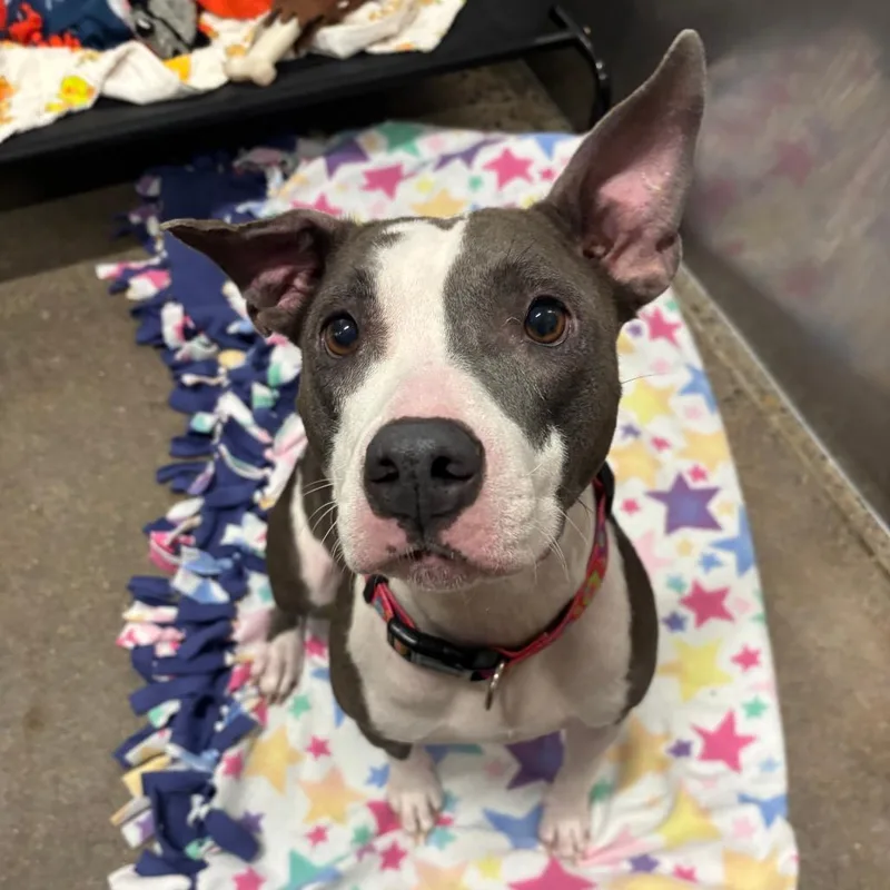 Marmalade D thumbnail 2