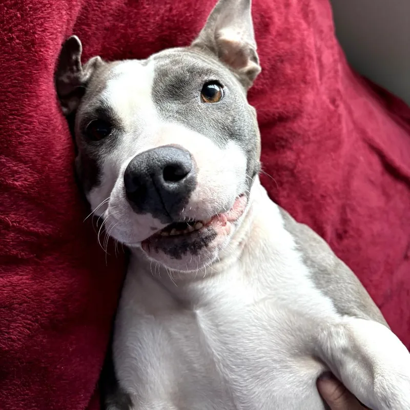 Marmalade D thumbnail 3