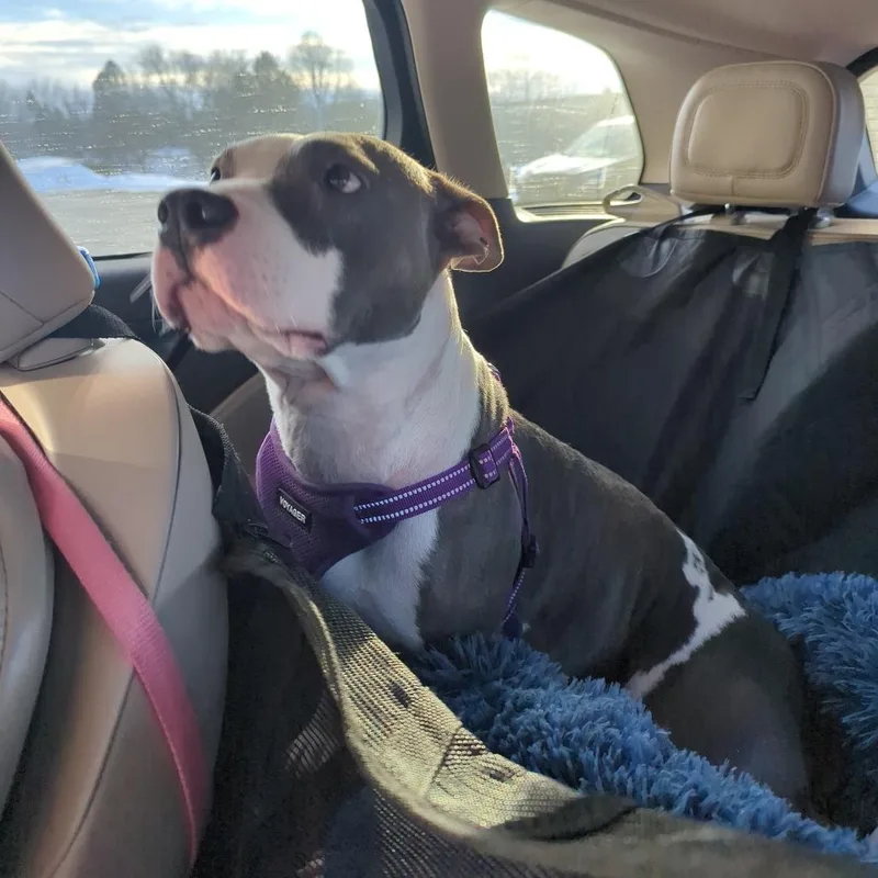 Marmalade D thumbnail 4