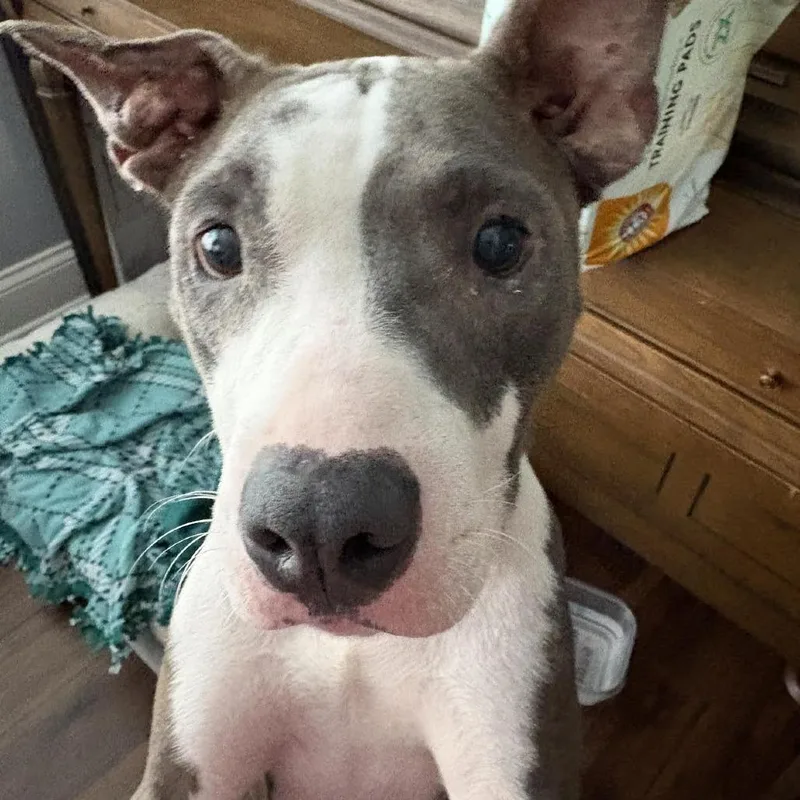 Marmalade D thumbnail 5