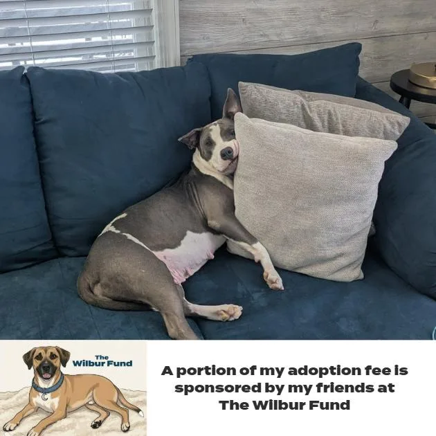 Marmalade D thumbnail 6