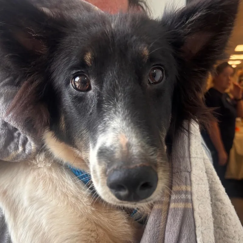 An adult medium-sized female Black Collie dog named Betty for adoption in York, PA