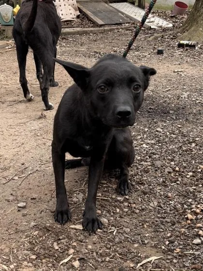 A young medium-sized male Shepherd dog named Rugger for adoption in Barnesville, GA