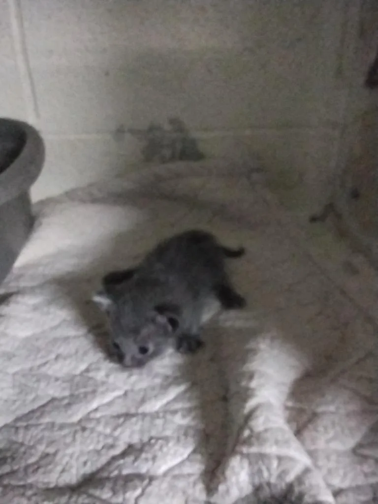 Neonlights thumbnail 2