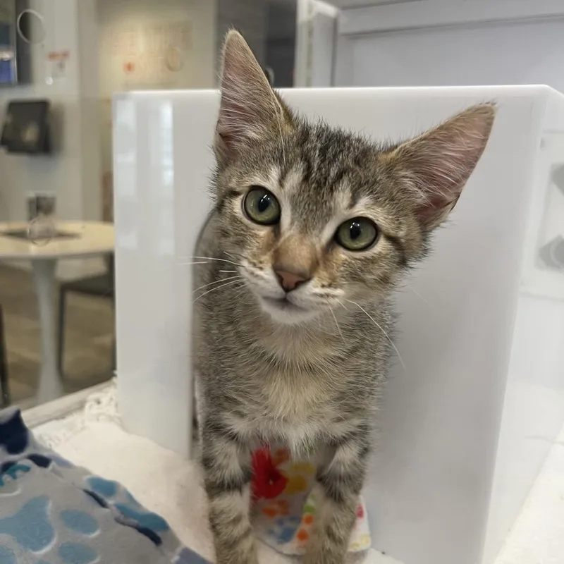 A baby small-sized male Domestic Short Hair cat named Gustav for adoption in Los Angeles, CA