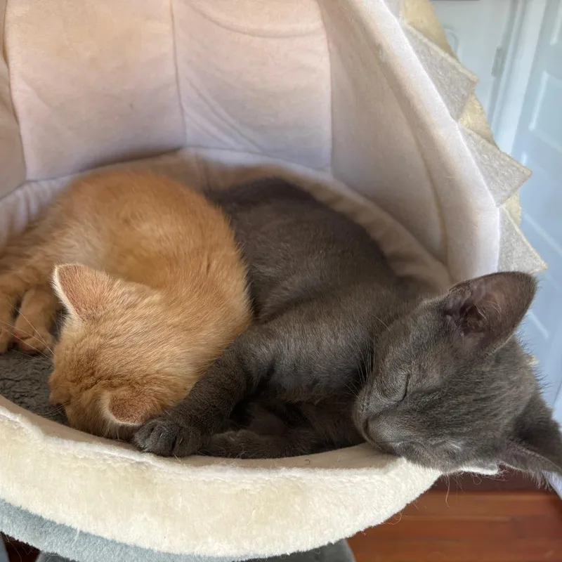 A baby small-sized male Gray / Blue / Silver Domestic Short Hair cat named A Bean Curd for adoption in Pleasant Hill, CA