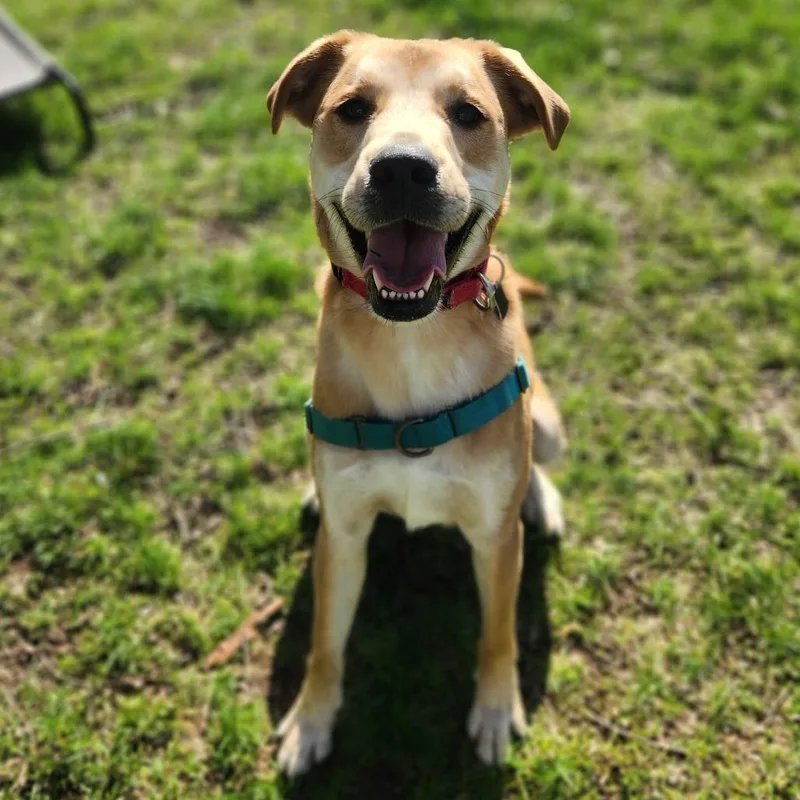 An adult medium-sized male Labrador Retriever dog named Prince Adams for adoption in Fenton, MI
