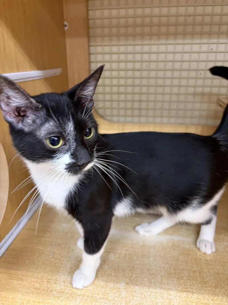 A young medium-sized female Black & White / Tuxedo Domestic Short Hair cat named Clara for adoption in Herndon, VA