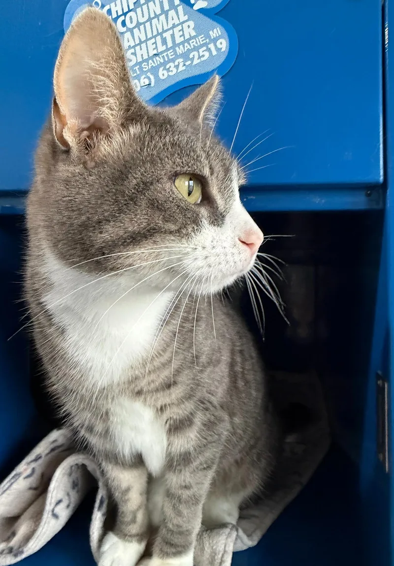 A young medium-sized female Tabby (Gray / Blue / Silver) Domestic Short Hair cat named Tammy for adoption in Sault Sainte Marie, MI