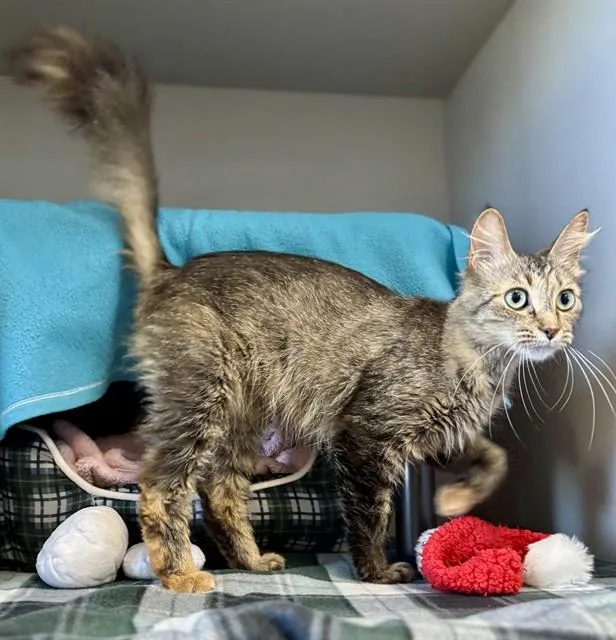 A young medium-sized female Domestic Medium Hair cat named Magnolia for adoption in Kalamazoo, MI