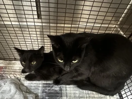 A young large-sized female Domestic Short Hair cat named Hershey'S for adoption in Los Angeles, CA