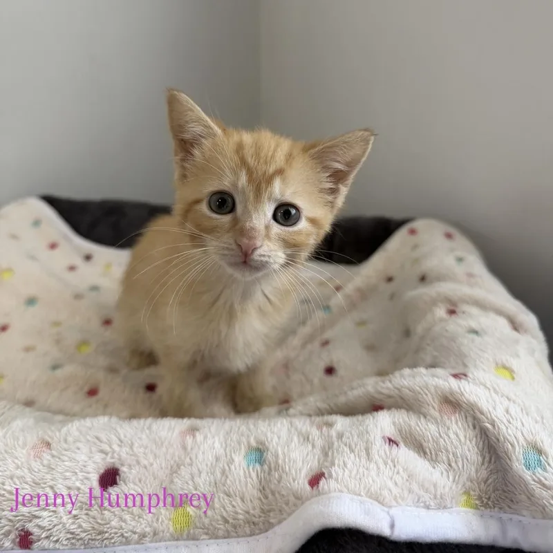 A baby medium-sized female Tabby (Orange / Red) Domestic Short Hair cat named Jenny Humphrey for adoption in Bethel, OH