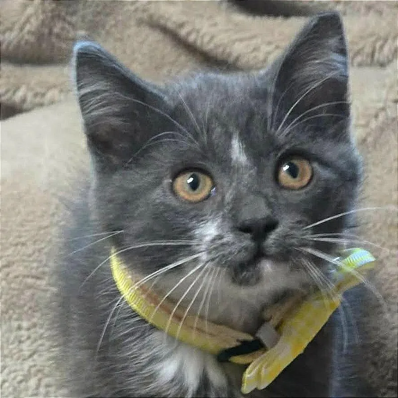 A baby small-sized female Gray / Blue / Silver Domestic Short Hair cat named Dusty for adoption in Meridian, ID
