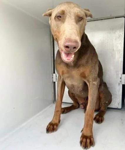 An adult large-sized male Doberman Pinscher dog named Hades for adoption in Houston, TX