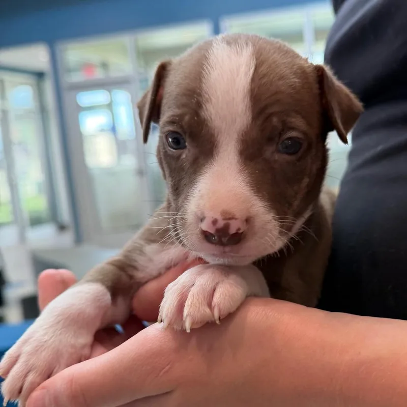 A baby small-sized male Brown / Chocolate Mixed Breed dog named Smurf for adoption in Midland, TX