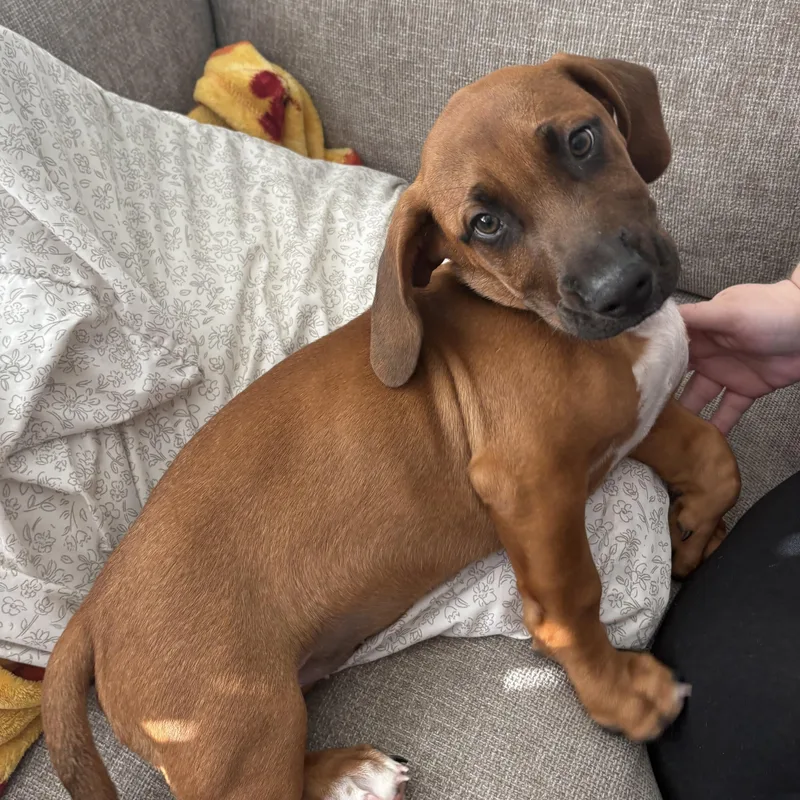 A baby medium-sized male Red / Chestnut / Orange Basset Hound dog named Graham for adoption in Travelers Rest, SC