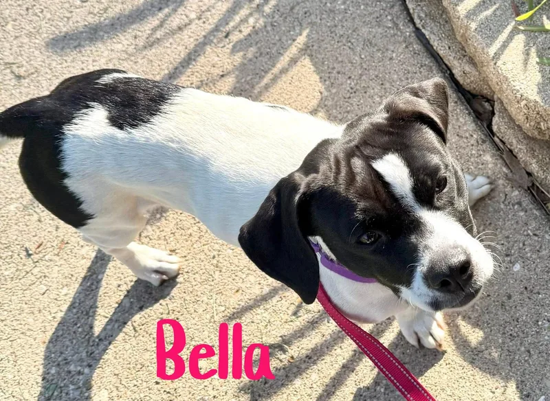 Bella