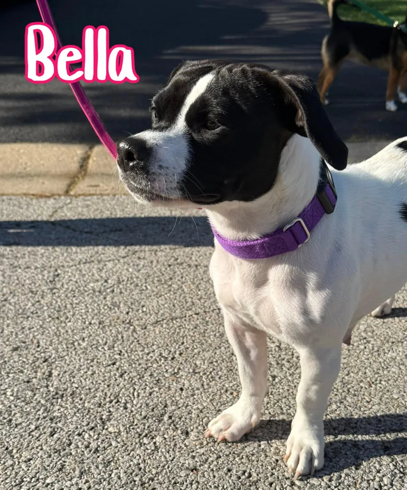Bella thumbnail 2