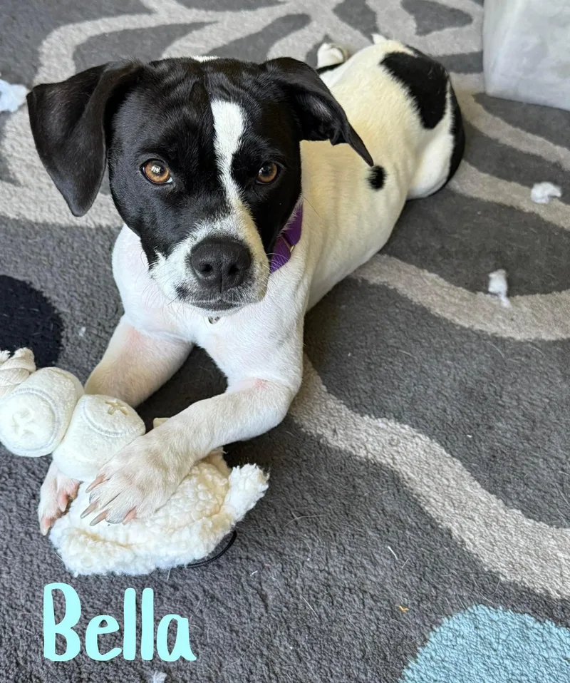 Bella thumbnail 3