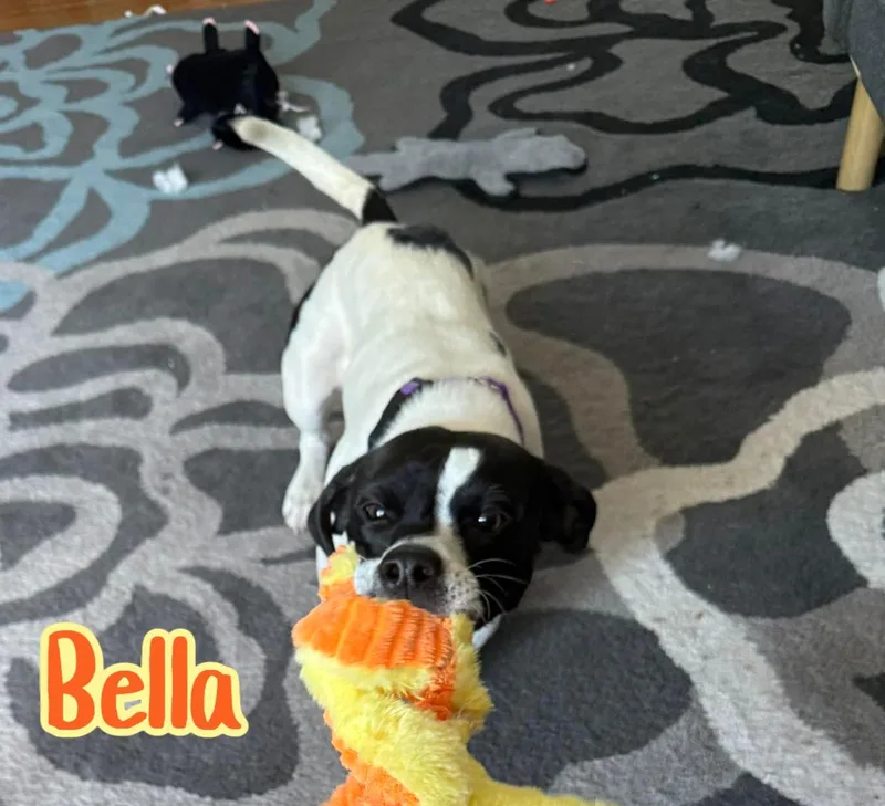 Bella thumbnail 4