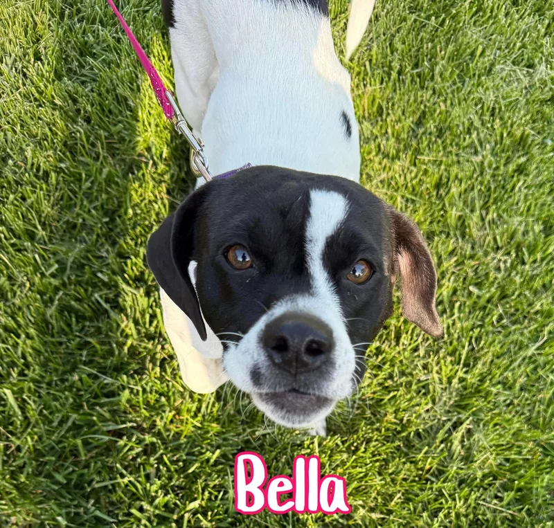Bella thumbnail 6