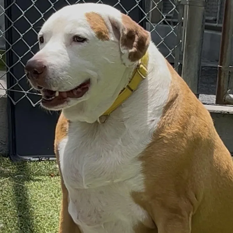 A senior extra large-sized female Yellow / Tan / Blond / Fawn Mixed Breed dog named Bit Bit for adoption in Galveston, TX