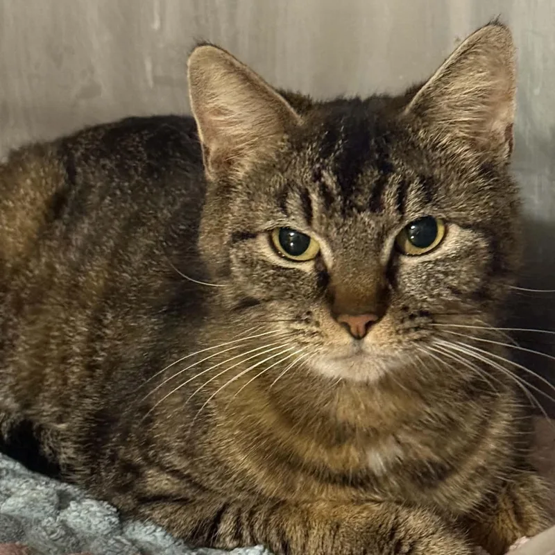 An adult large-sized female Tabby (Brown / Chocolate) Tabby cat named Biscuit for adoption in Antioch, CA