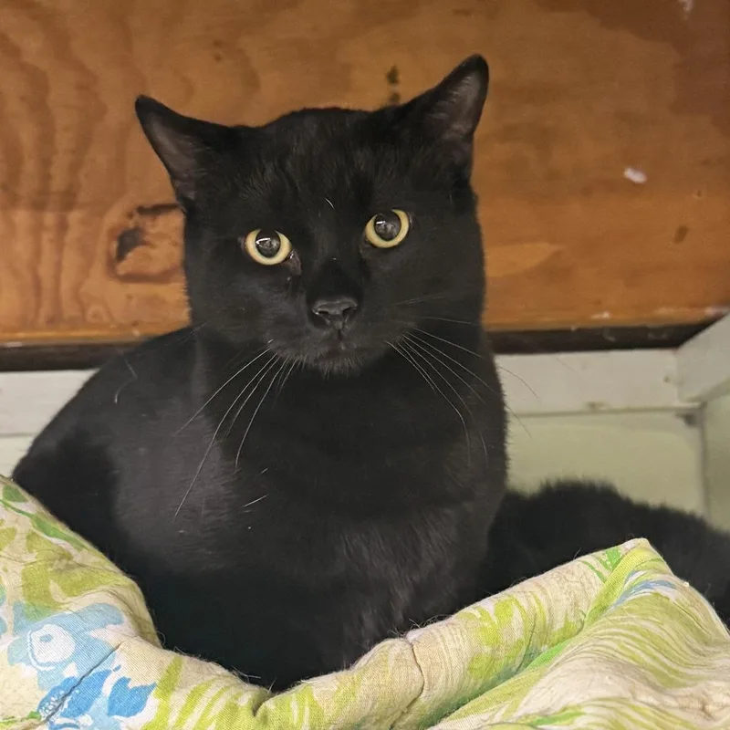 An adult medium-sized male Black Domestic Short Hair cat named Bosco for adoption in Mount Juliet, TN