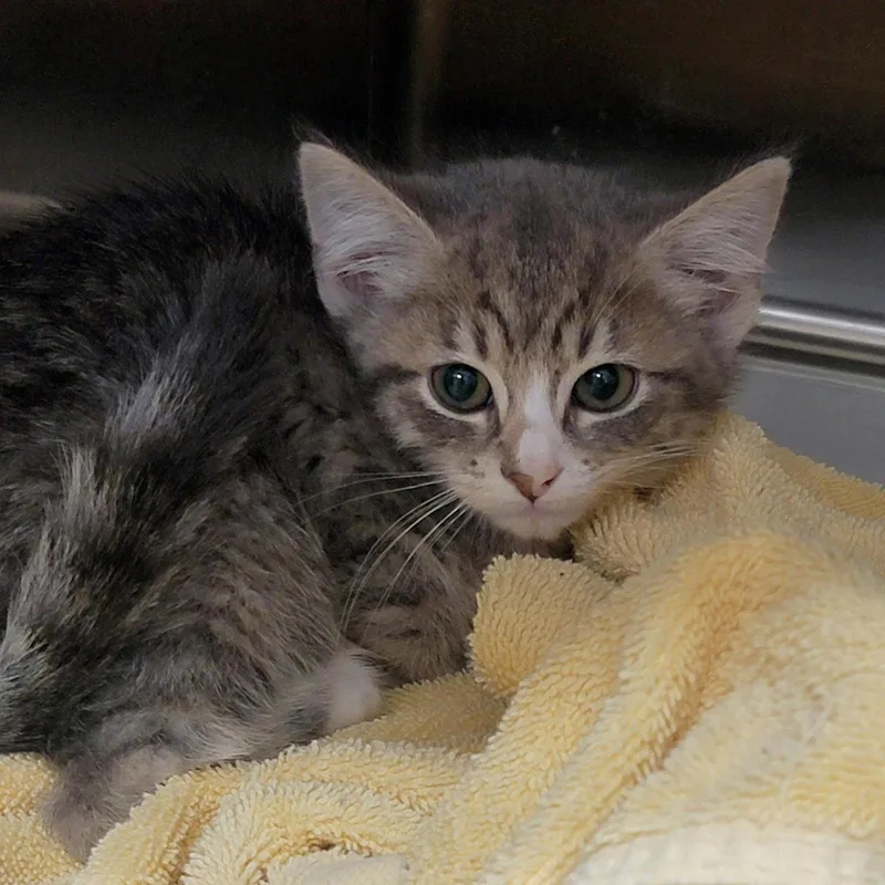 A baby medium-sized male Tabby cat named Leroy microwaveboxlitter for adoption in Houston, TX