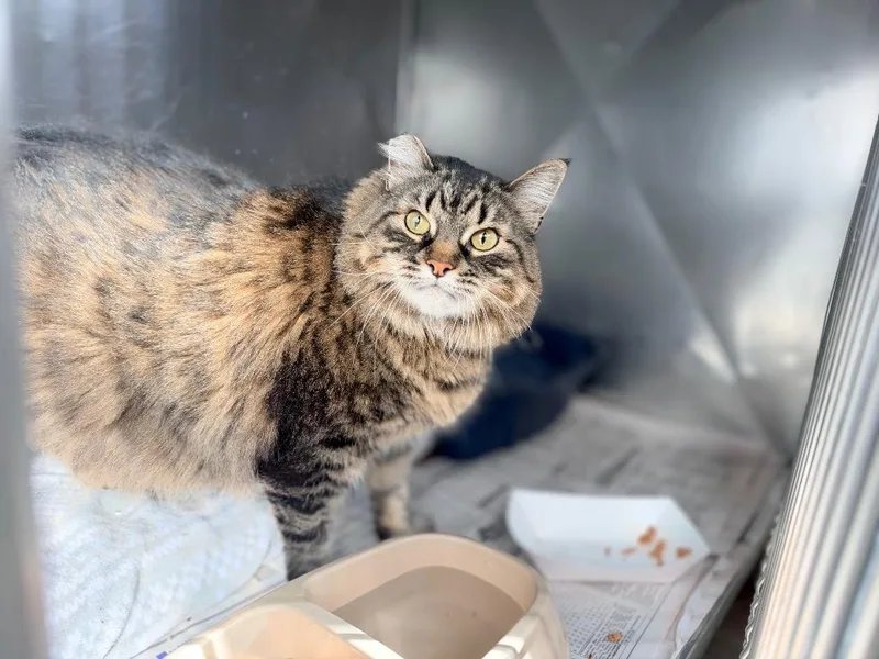A senior large-sized female Domestic Long Hair cat named Pickle for adoption in Peru, NY