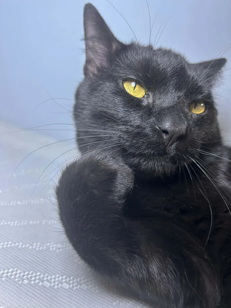 A young medium-sized male Black Domestic Short Hair cat named Squeaks for adoption in Marlette, MI