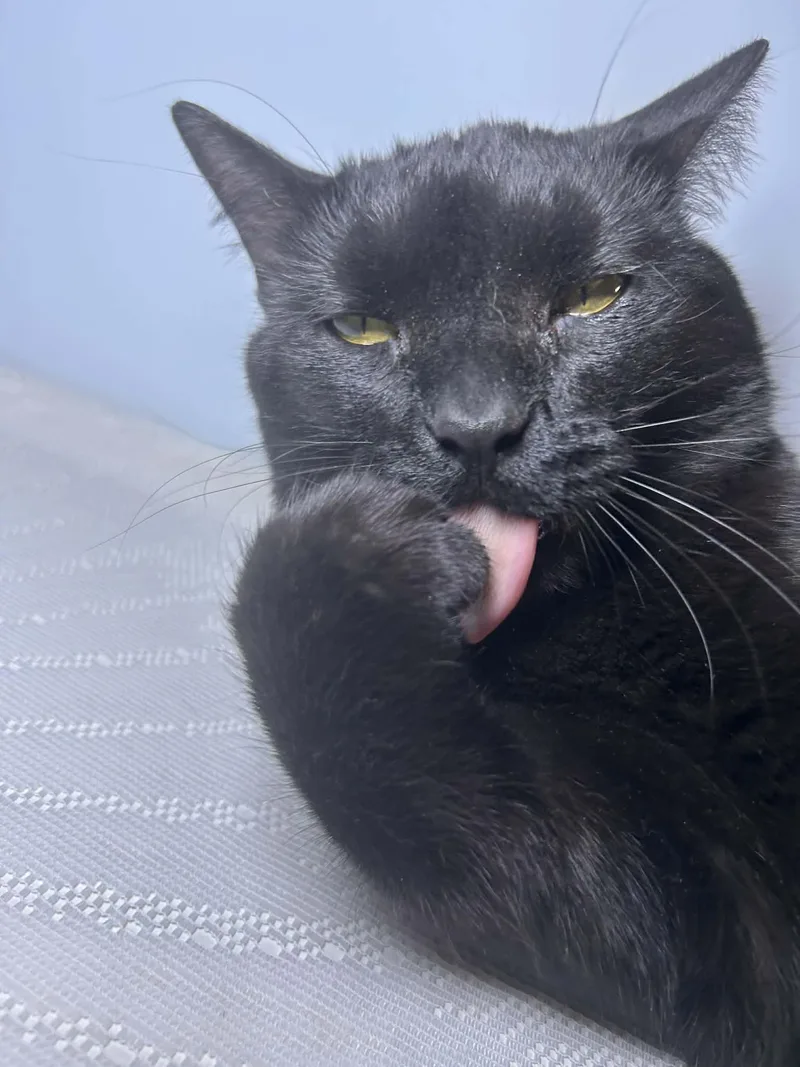 Squeaks thumbnail 3