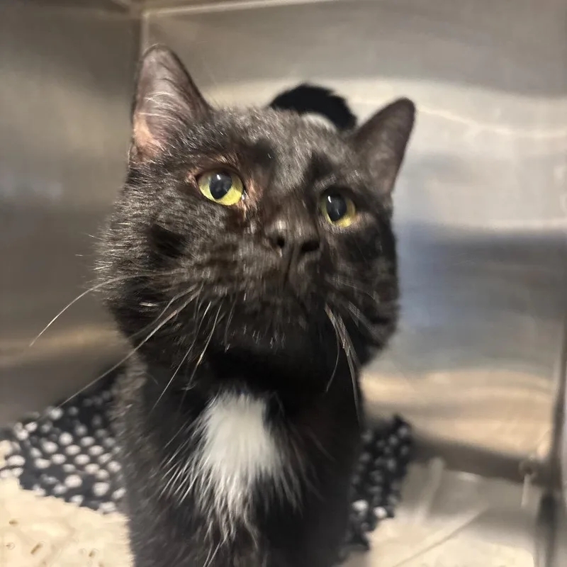 An adult medium-sized male Black Domestic Short Hair cat named Inky D. for adoption in Hamburg, NY