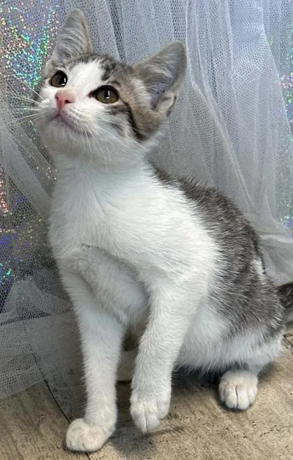 An adult small-sized male Domestic Short Hair cat named Harvest for adoption in Shreveport, LA