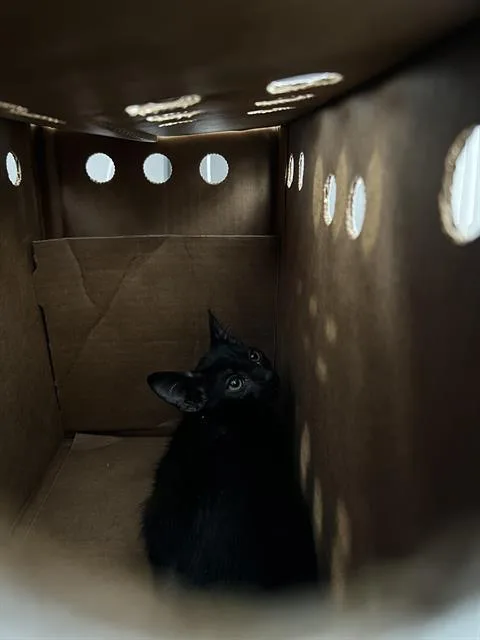 A baby medium-sized male Domestic Medium Hair cat named Indy for adoption in Dallas, TX