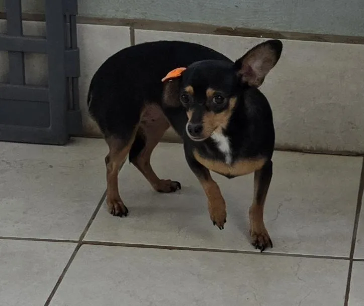 Gia