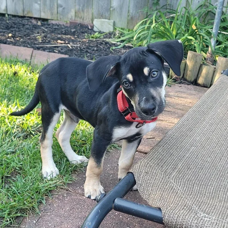 A baby small-sized male Black Beagle dog named Mikey $ for adoption in Milwaukee, WI
