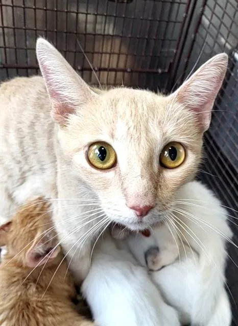 An adult small-sized female Domestic Short Hair cat named Jelly Bean for adoption in San Antonio, TX
