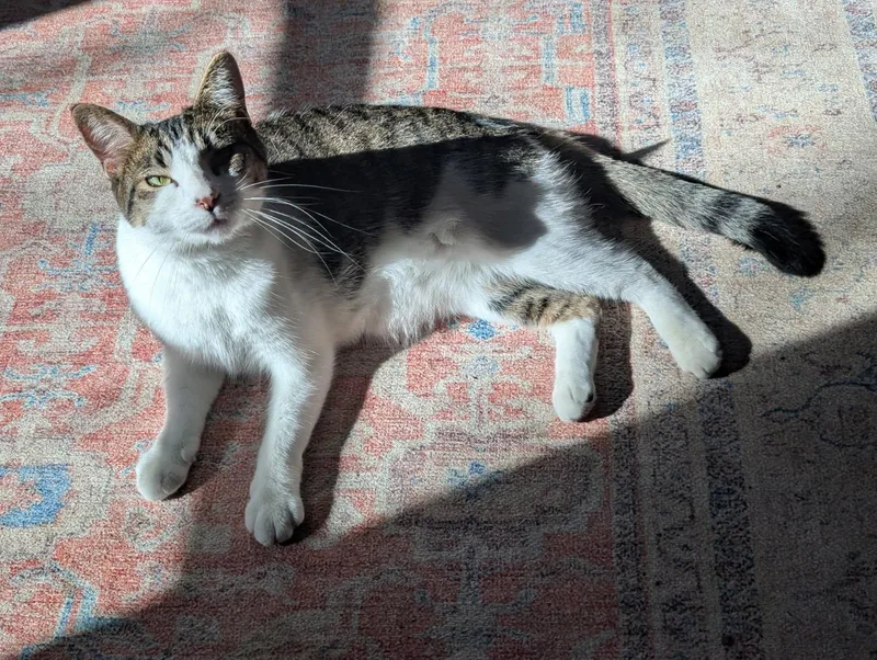 A young medium-sized female Domestic Short Hair cat named Shawna for adoption in Cottonwood, MN