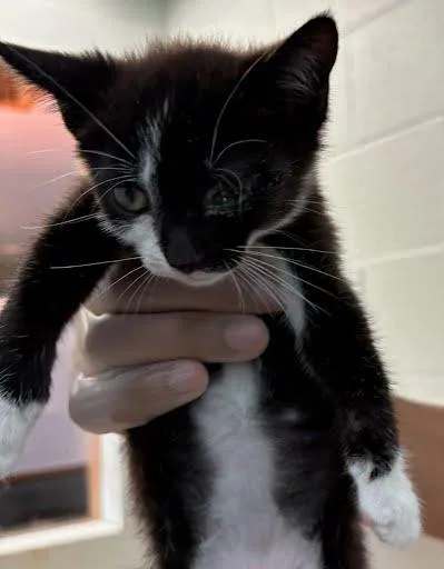 A baby small-sized male Domestic Short Hair cat named Blue for adoption in Washington, DC