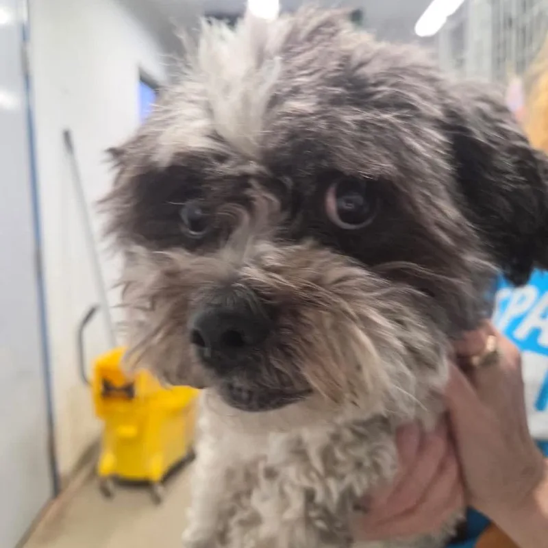 A senior small-sized male Gray / Blue / Silver Shih Tzu dog named Domino for adoption in Corydon, IN
