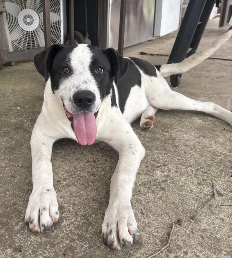 A young large-sized male White / Cream Labrador Retriever dog named Simon for adoption in Boerne, TX