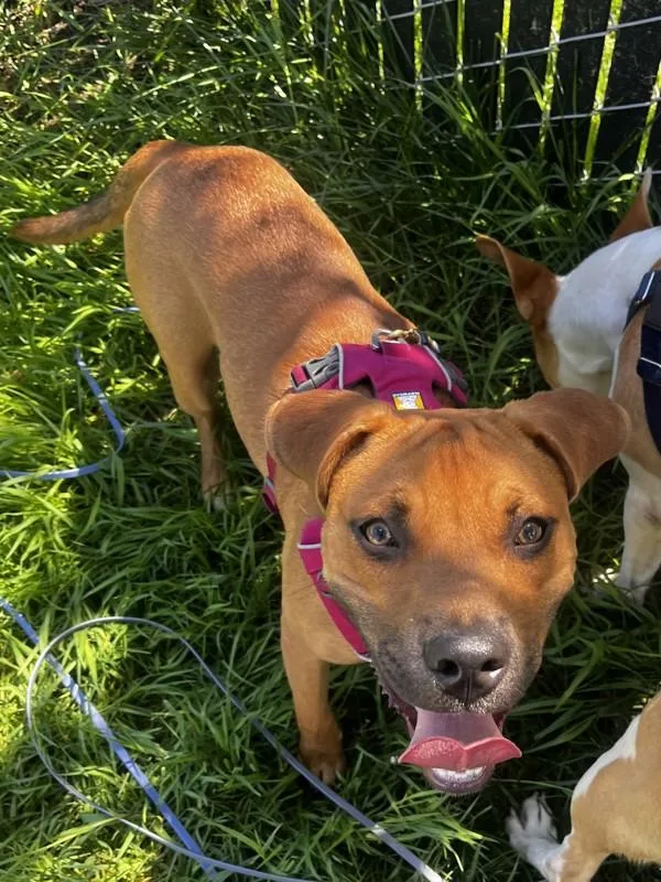 A young medium-sized female Pit Bull Terrier dog named Moxie for adoption in Santa Rosa, CA