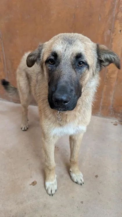 A baby large-sized male Anatolian Shepherd dog named Ranger for adoption in Burlington, WA