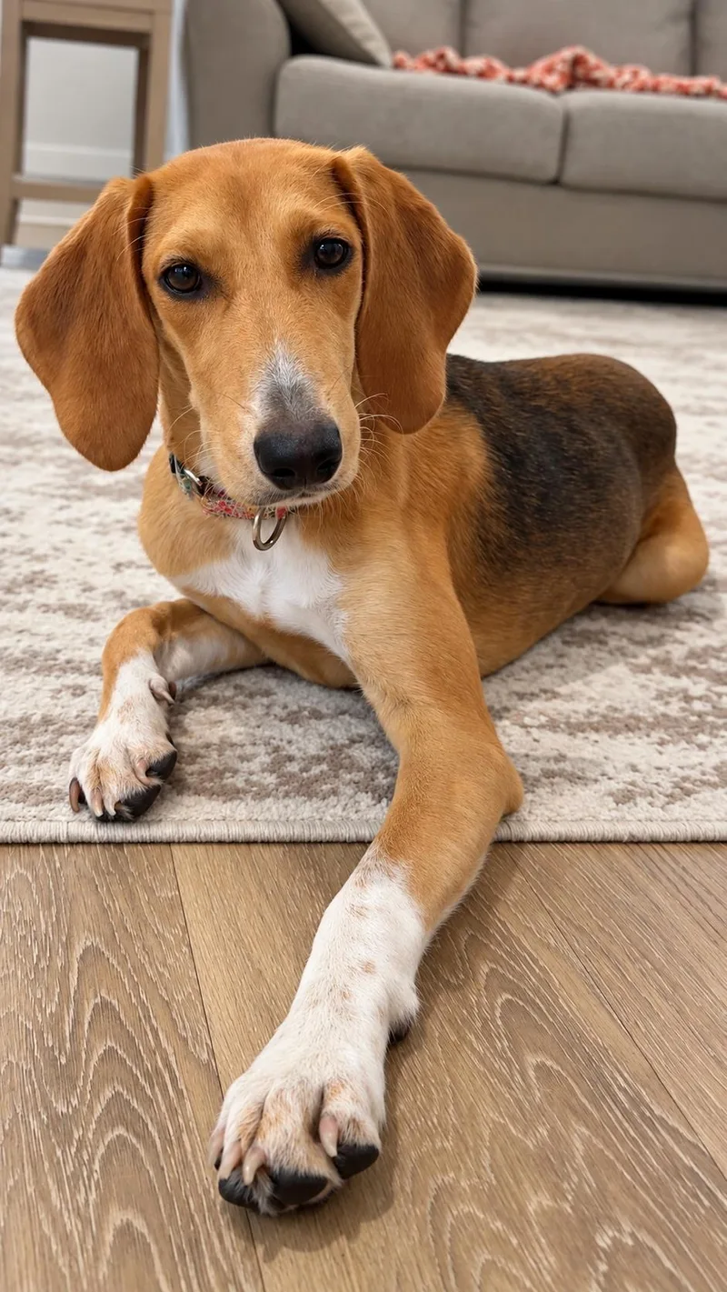 A young medium-sized female Coonhound dog named Honey for adoption in Nahunta, GA